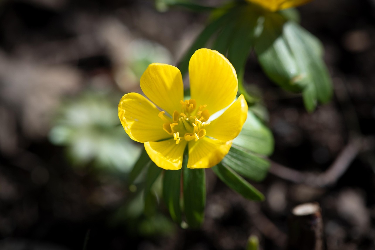 Bunga Ranting Musimpng Musim Dingin Kuning Bunga - Foto gratis di Pixabay - Pixabay