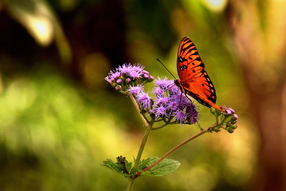 Orange, Mariposa, Insectos, Naturaleza, Verano, JardÃ­n