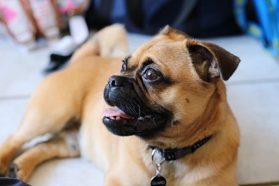 Chien Animaux De Compagnie Petit Photo Gratuite Sur Pixabay