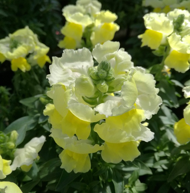 Blume, Blüte, Garten