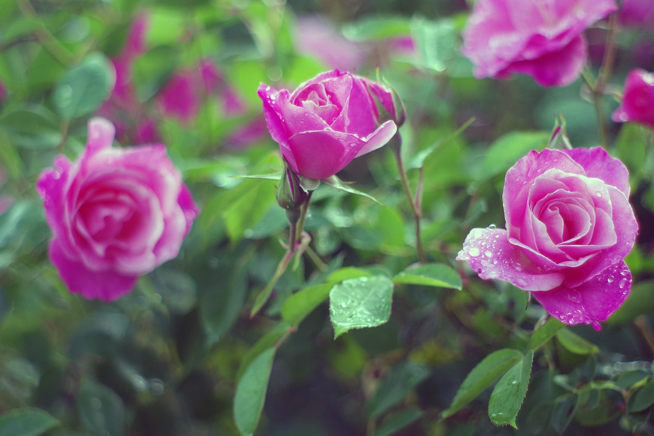 Raindrop Rose Flowers Pink The Pink Roses Petal In The Rain Drops. The