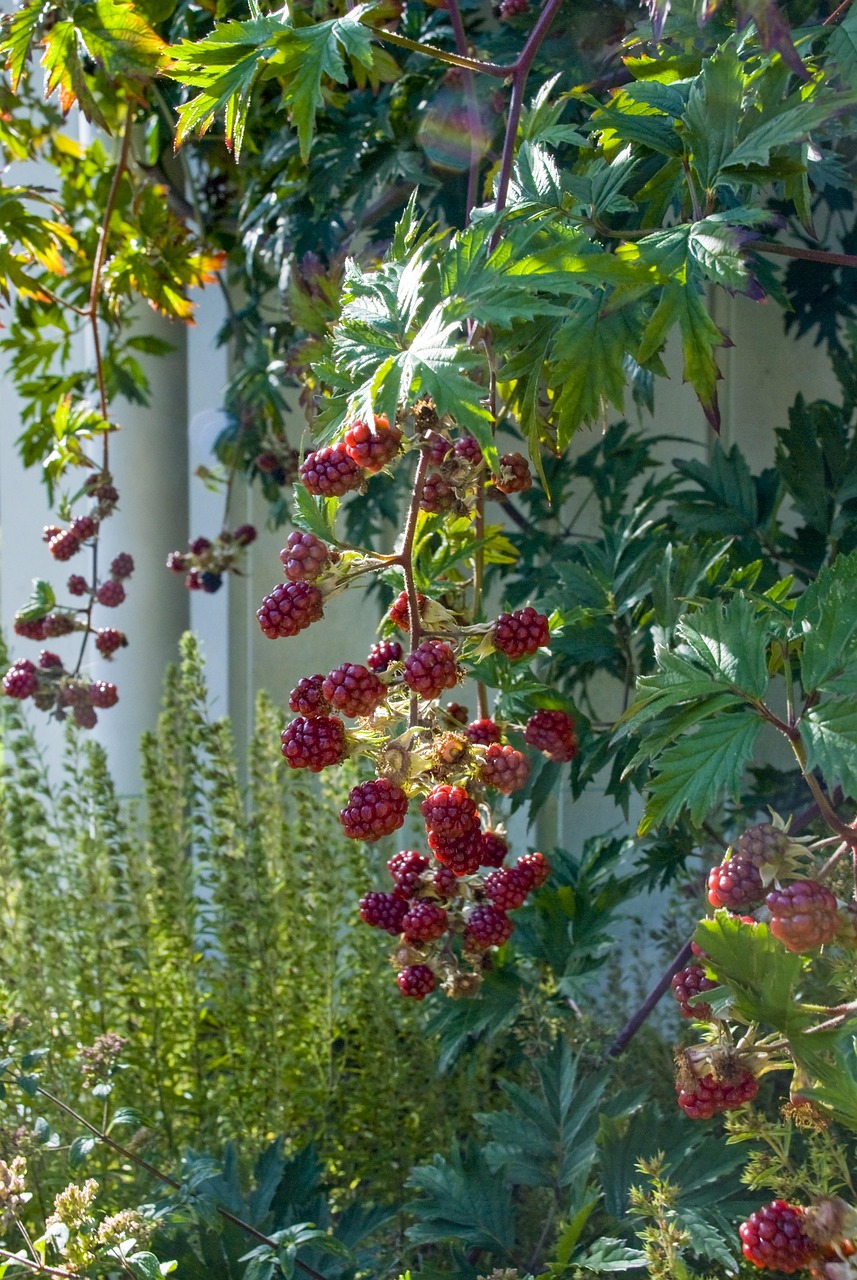 Blackberry Red Berries Free photo on Pixabay Pixabay