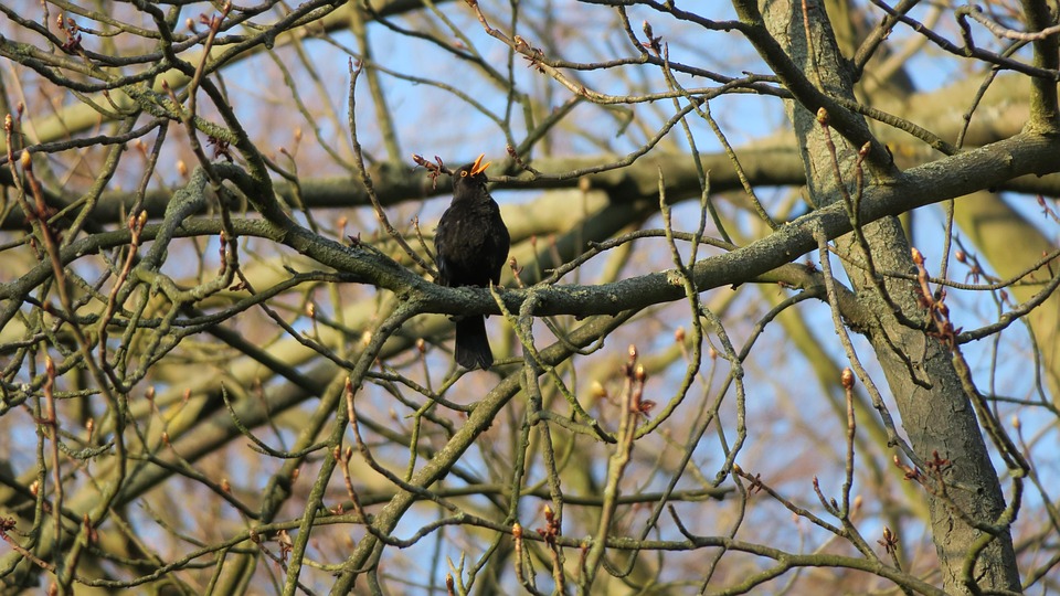 Brid Singer Blackbird Bird Singer - Free photo on Pixabay - Pixabay