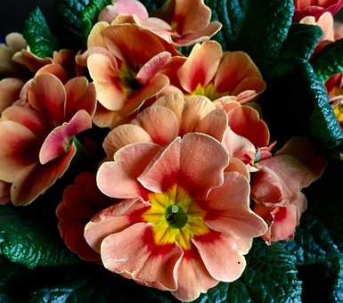 Prímula, Flores, Primavera, Fechar-Se