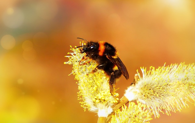 Cat Bazia Insect - Free photo on Pixabay