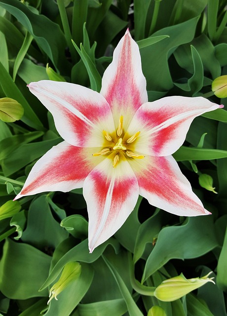 Tulipán, Papel Pintado De Flores
