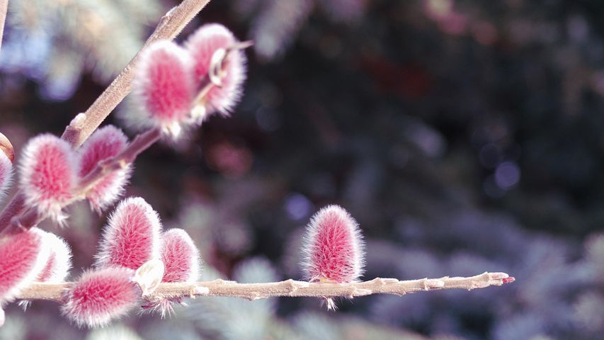 Buy pussy willow, virgin bbw