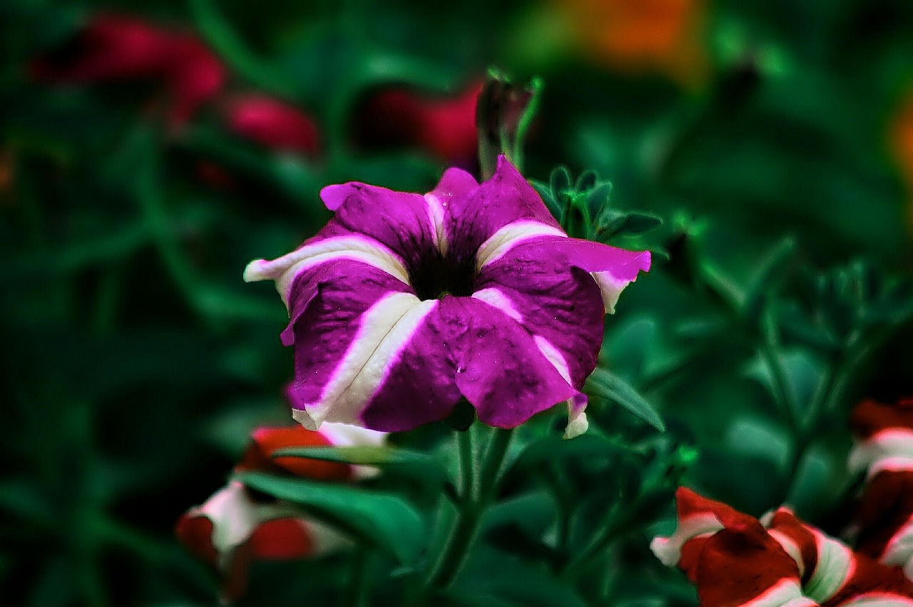 10 Free Gilliflower Nature Images Pixabay 10-free-gilliflower-nature-images-pixabay