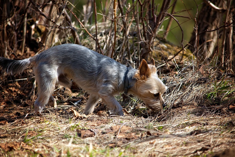 Perro, Fuera, Primavera, La Naturaleza, Oler, Explorar