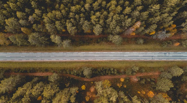 Free Road Forest photo and picture