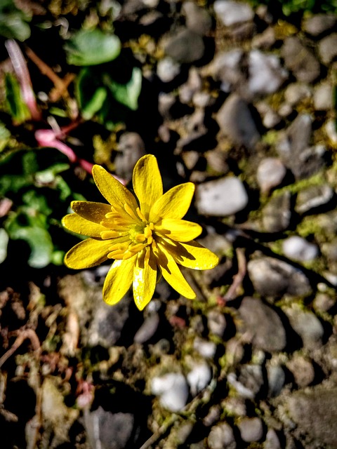 Blume, Garten, Natur, Blüte, Gelb, Grün