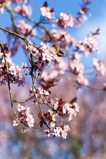 Free Almond Beautiful Flowers photo and picture