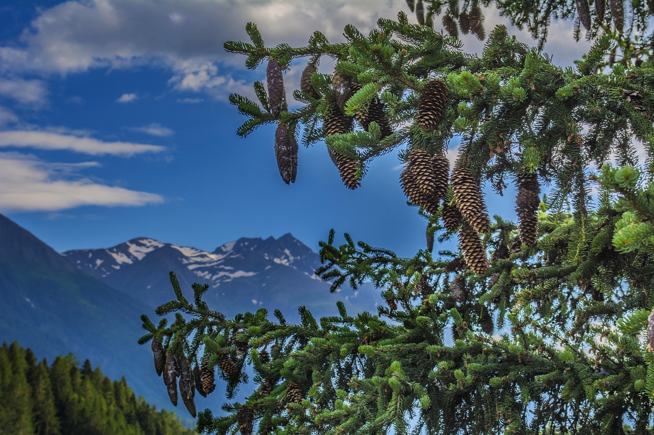 Sapin Arbre Nature Des Photo Gratuite Sur Pixabay Pixabay Sapin Arbre Nature Des Photo Gratuite Sur Pixabay Pixabay