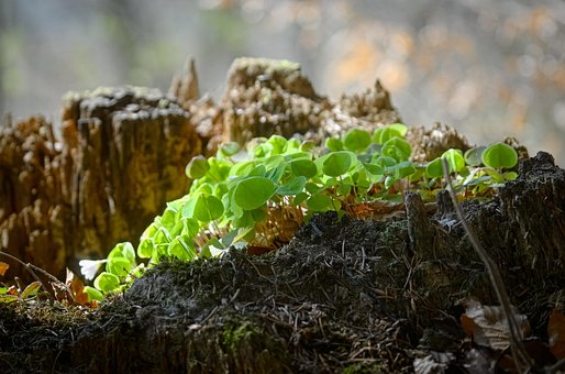 Free Clover Forest Clover photo and picture