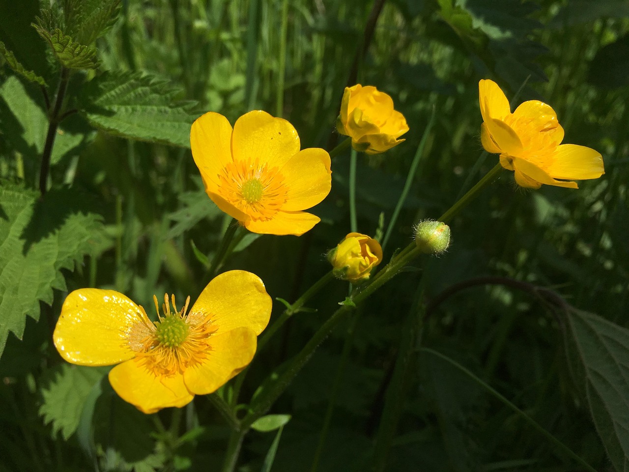 Botão De Ouro Flor Natureza - Foto gratuita no Pixabay - Pixabay