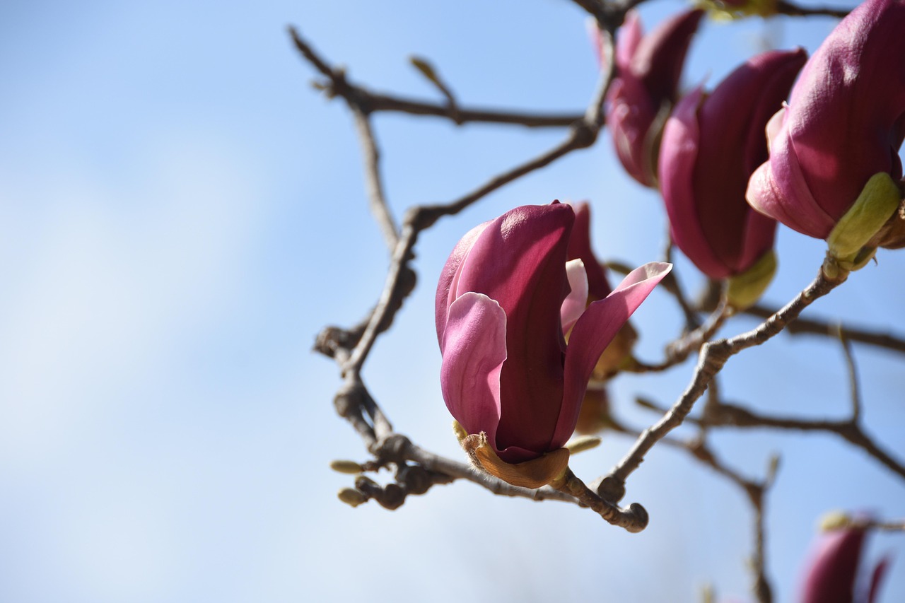 Free White Magnolia photo and picture