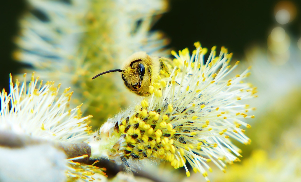 Cat Bazia Insect Bee - Free photo on Pixabay - Pixabay