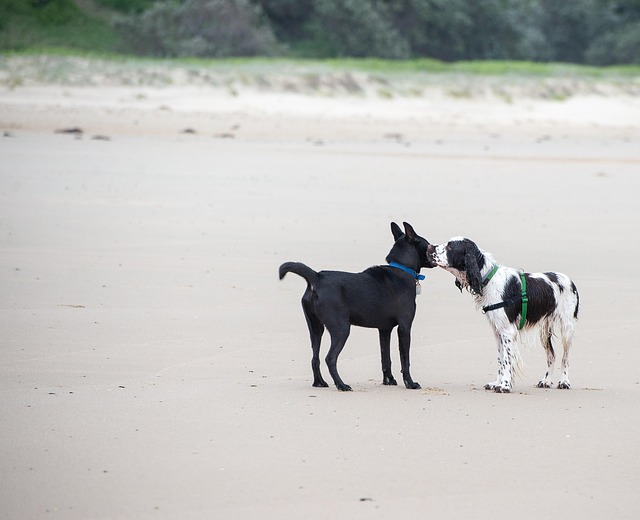 Free Dogs Beach photo and picture