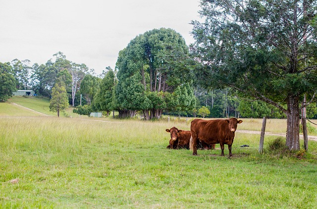 Free Farm Cow photo and picture