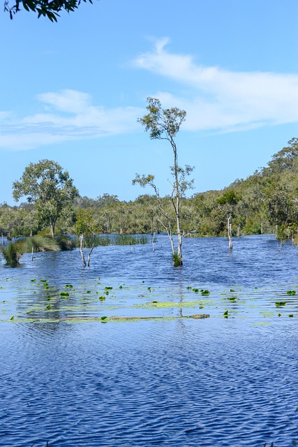 Free Paperbark Wetland photo and picture