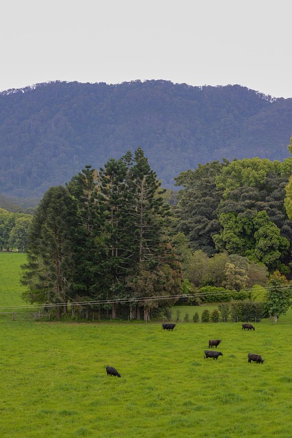Free Farm Mountain photo and picture