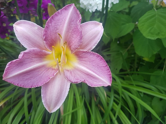 Free Pink Flowers Nature photo and picture