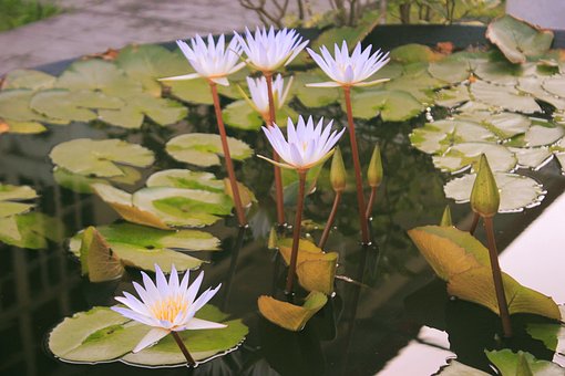 Free Lilies Flower Wallpaper photo and picture