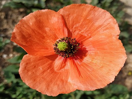 Free Flowers Nature photo and picture