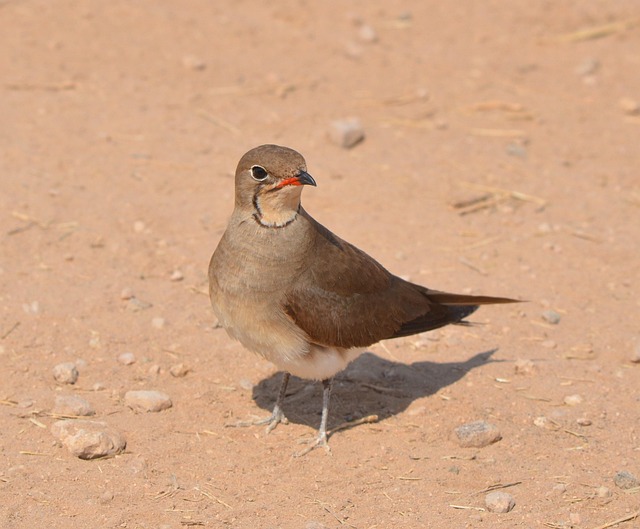 Afrika, Natur, Wild, Vogel, Flügel