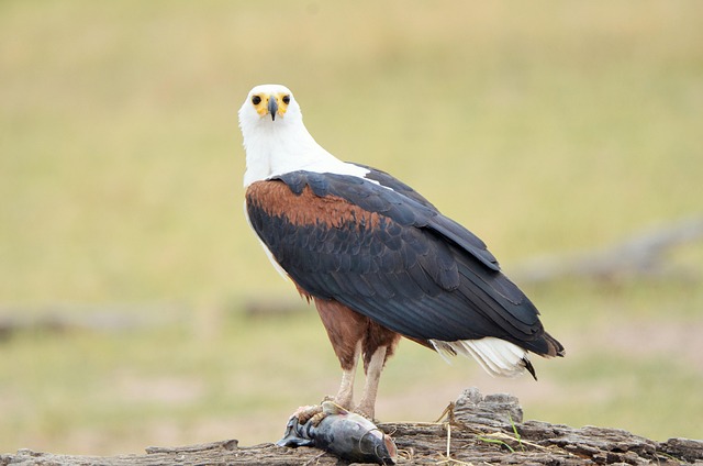 Afrika, Vogel, Natur, Fish Eagle