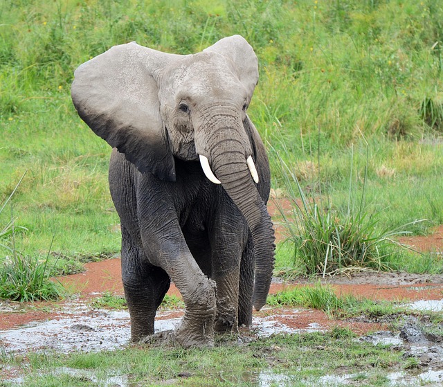 Elefant, Tierwelt, Afrika, Stoßzähne
