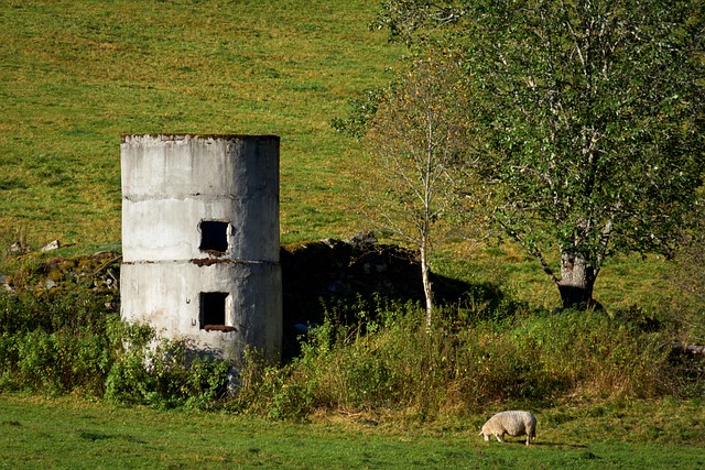 Free Ruin Grass photo and picture