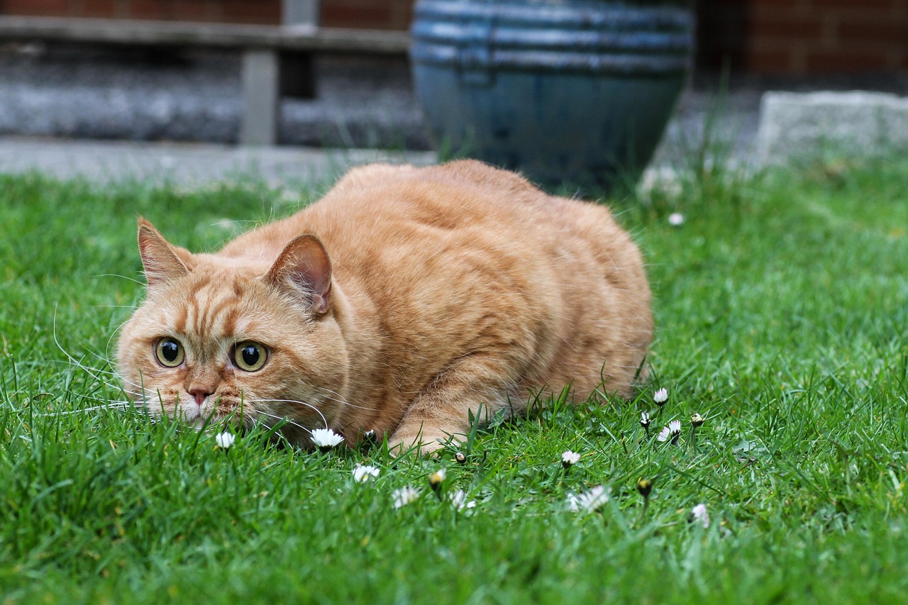 british shorthair fur
