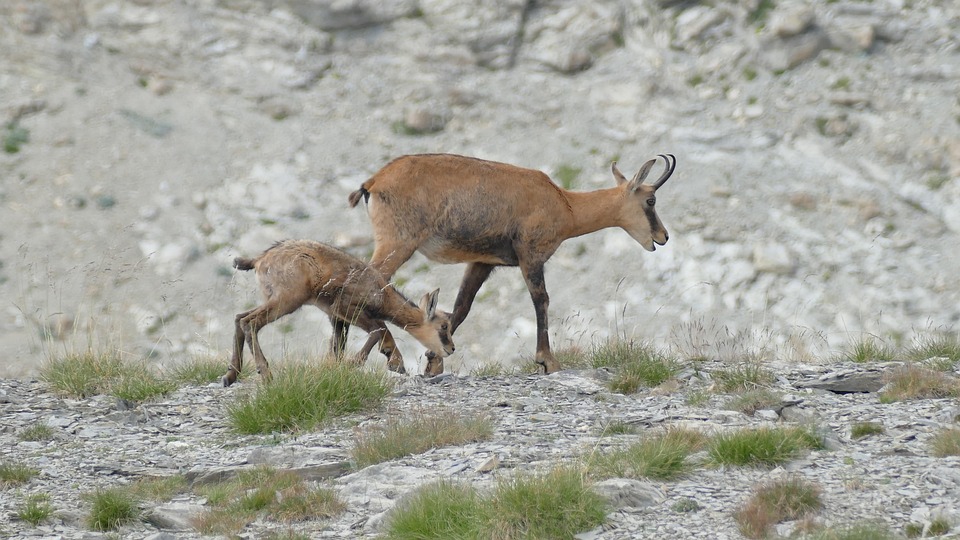 https://cdn.pixabay.com/photo/2019/04/02/18/22/chamois-4098417_960_720.jpg