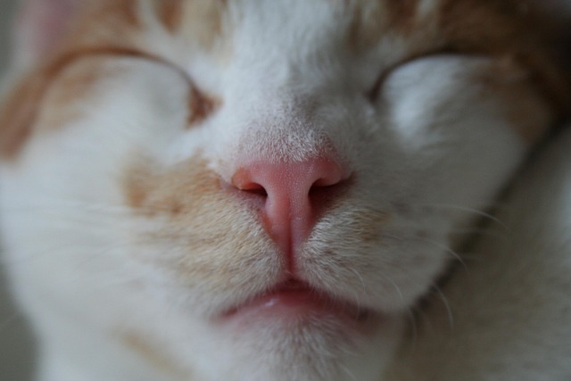 Free Cat Frontal photo and picture