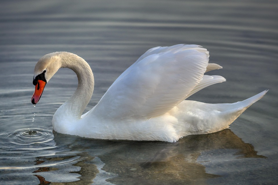 Swan Bird Animal Free Photo On Pixabay Pixabay