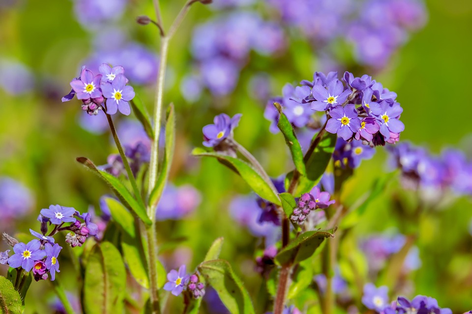 Me Not Myosotis Free photo on Pixabay