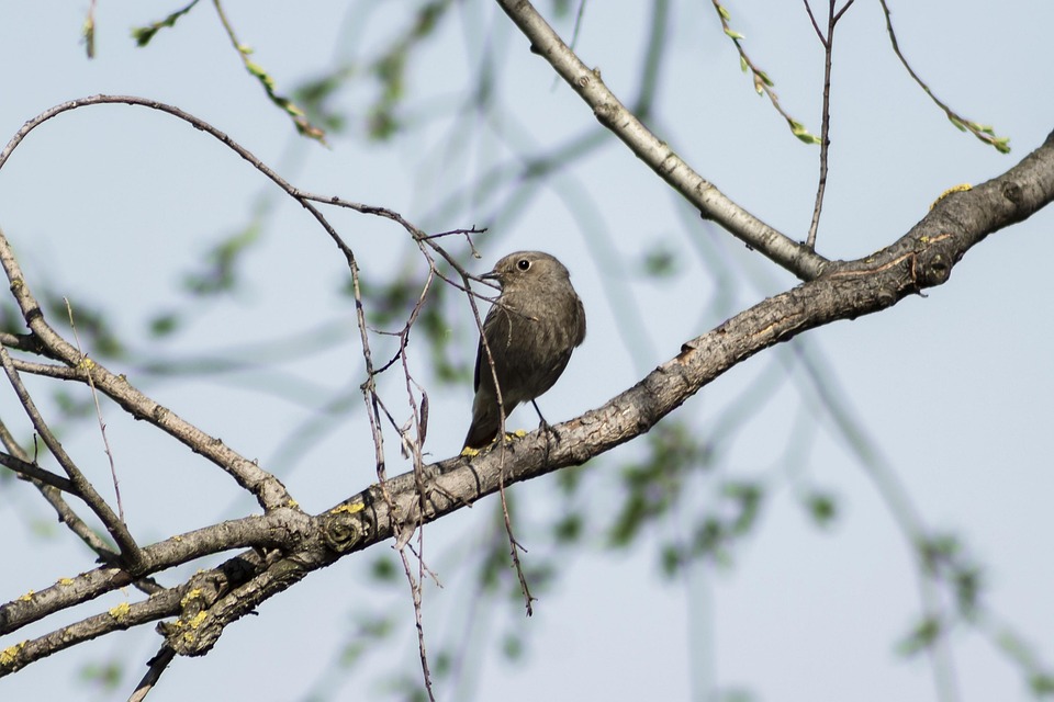 Brid Singer Bird Birds Songbird Singer - Free photo on Pixabay - Pixabay