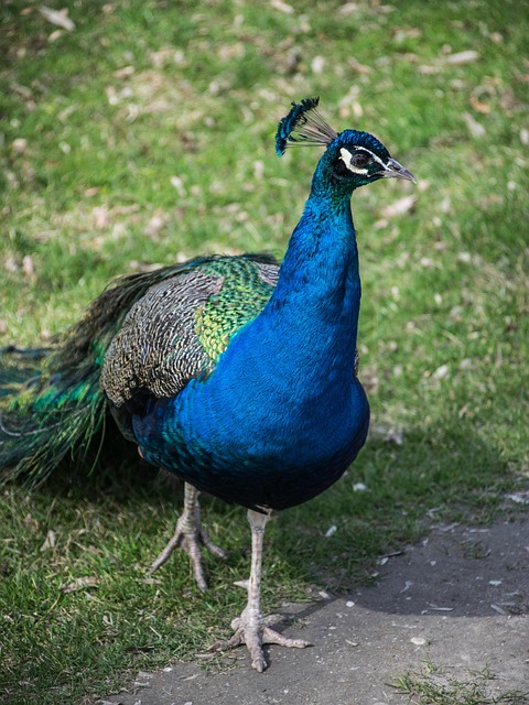 Free Peacock Colored photo and picture