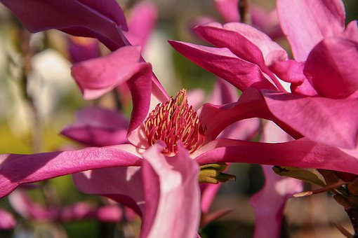 Magnolia, Květinové Pozadí, Květ, Jaro