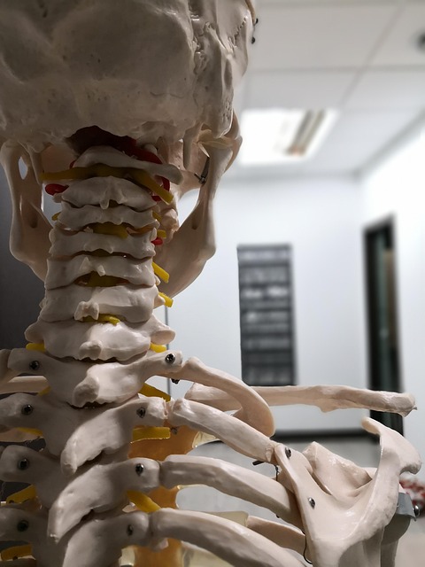 Free Physiotherapy Osteopathy photo and picture