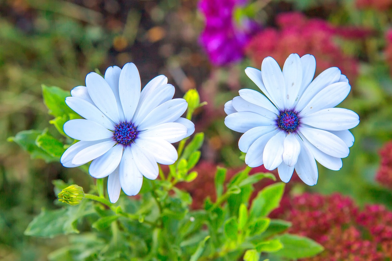 Fleur Blanche Le Printemps - Photo gratuite sur Pixabay - Pixabay