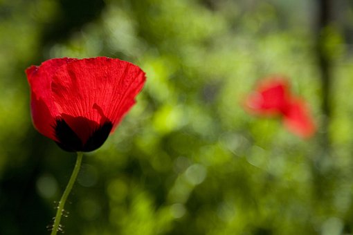 Papaver Rhoeas, Papel Pintado De Flores
