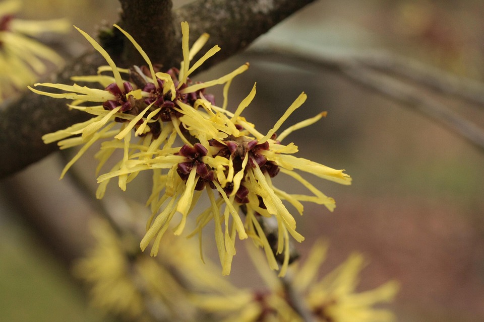 Spring Bourgeon Le Printemps Bourgeon Sprout - Photo gratuite sur Pixabay