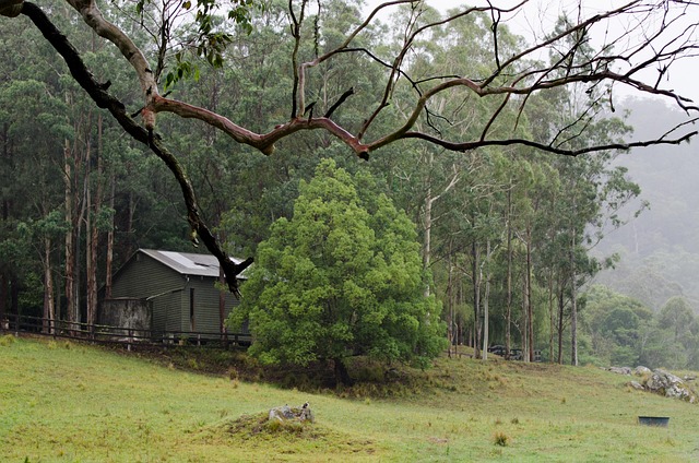 Free Shed Branch photo and picture