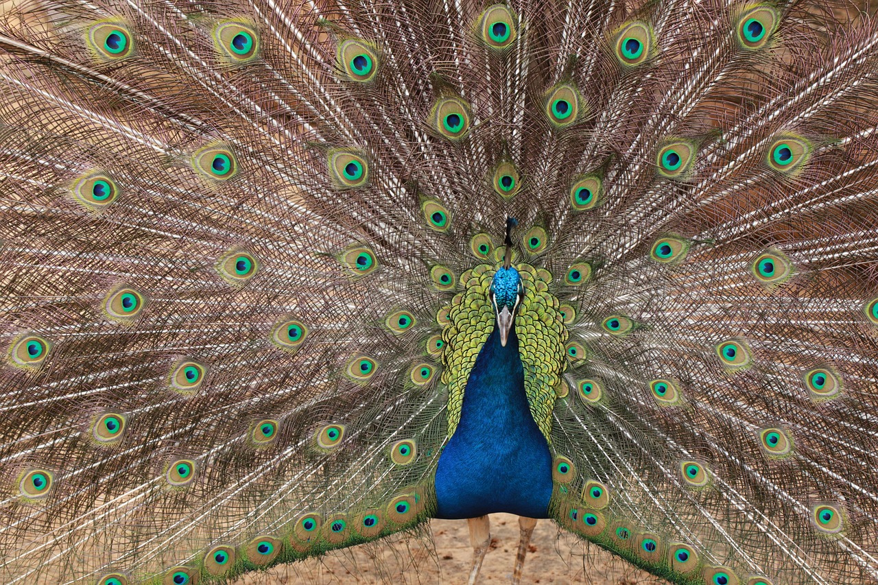 Bird - free online jigsaw puzzle photo