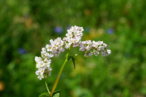 growing cover crops