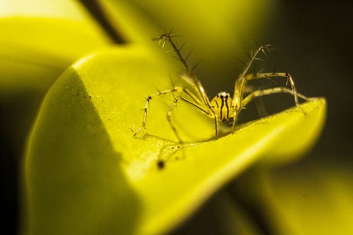Free Nature Spider photo and picture