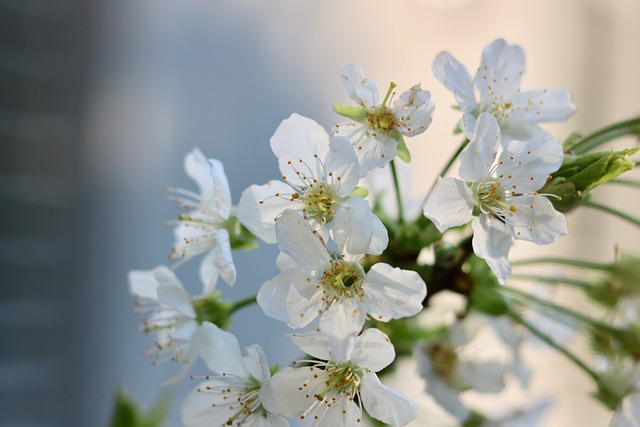 Kerseboom, Bloesem, Cherry, De Lente