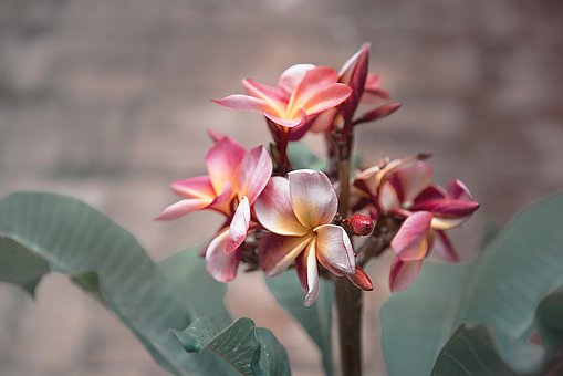 Free Flower Plant photo and picture